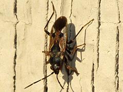 Dirt-colored Seed Bug